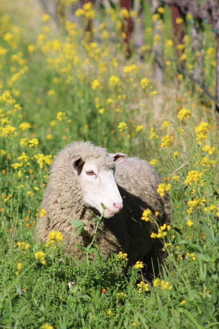 Sheep grazing on the vineyard eating the mustard plant.