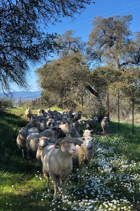 Herd of sheep grazing on the vineyard