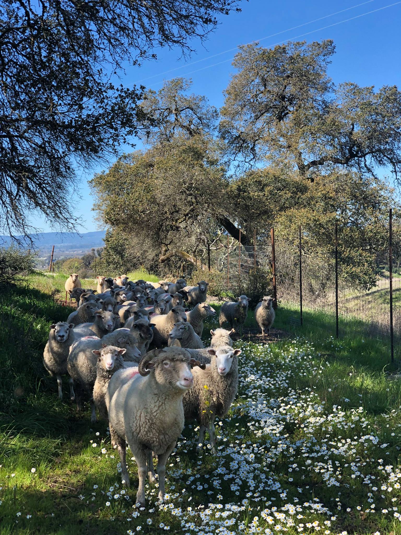 A heard of Paradise Ridge Sheep