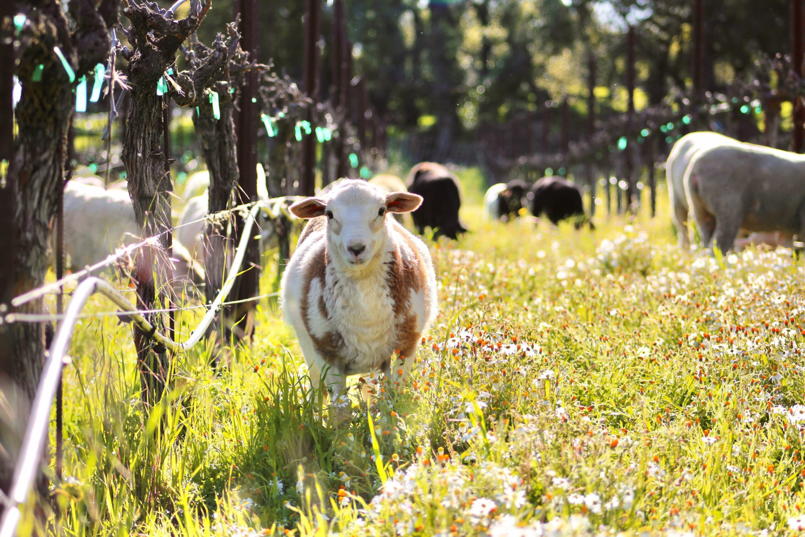 Sheep in vineyard
