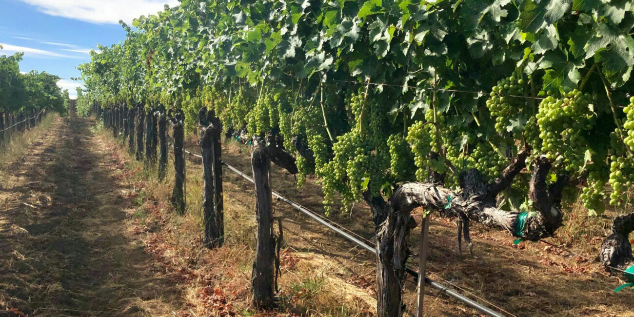 vineyard-row-1300x650