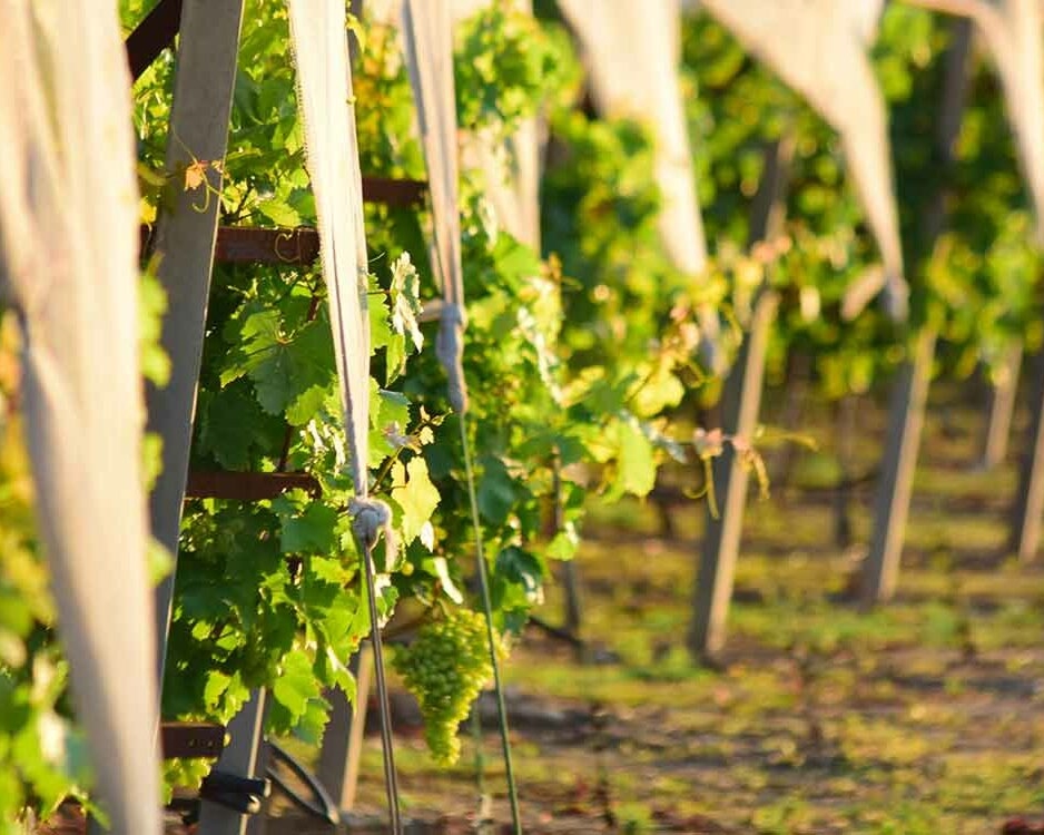 Close up on vines covered in cloth