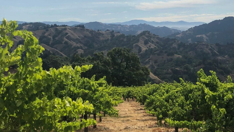 vineyardvista-1024x444